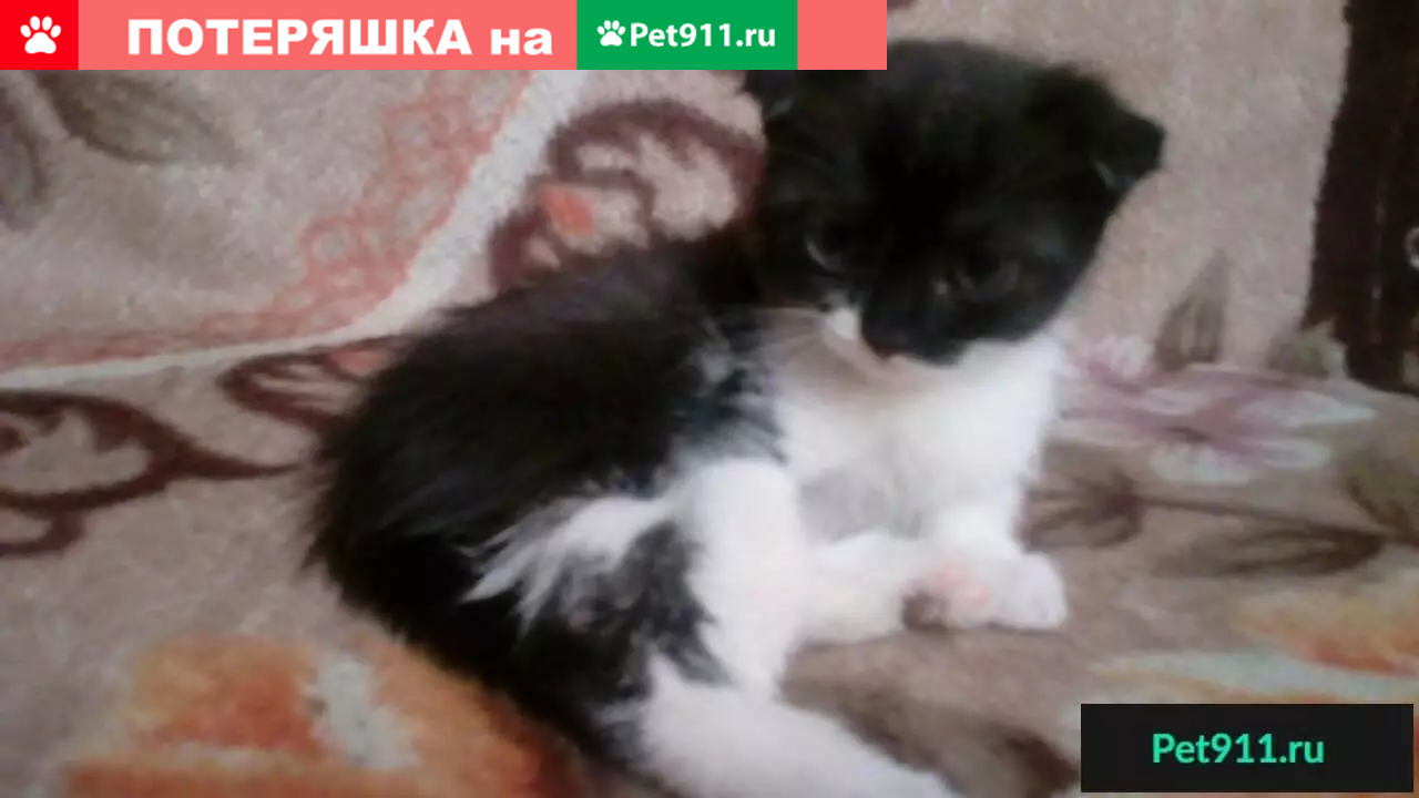 Найдена кошка - ищем дом! | Pet911.ru