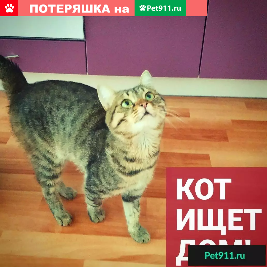 Найден камышовый кот в районе Широкой речки | Pet911.ru