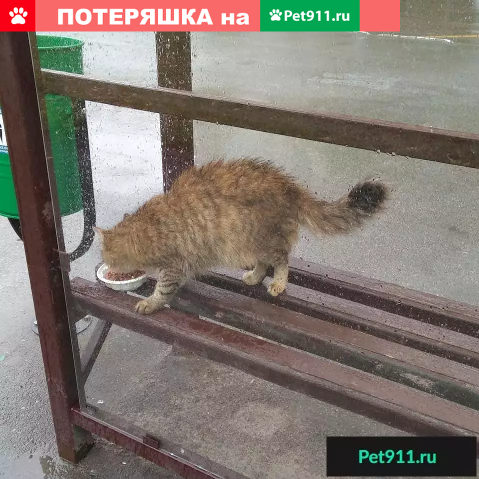 Найдена пушистая кошка на Илимской улице | Pet911.ru