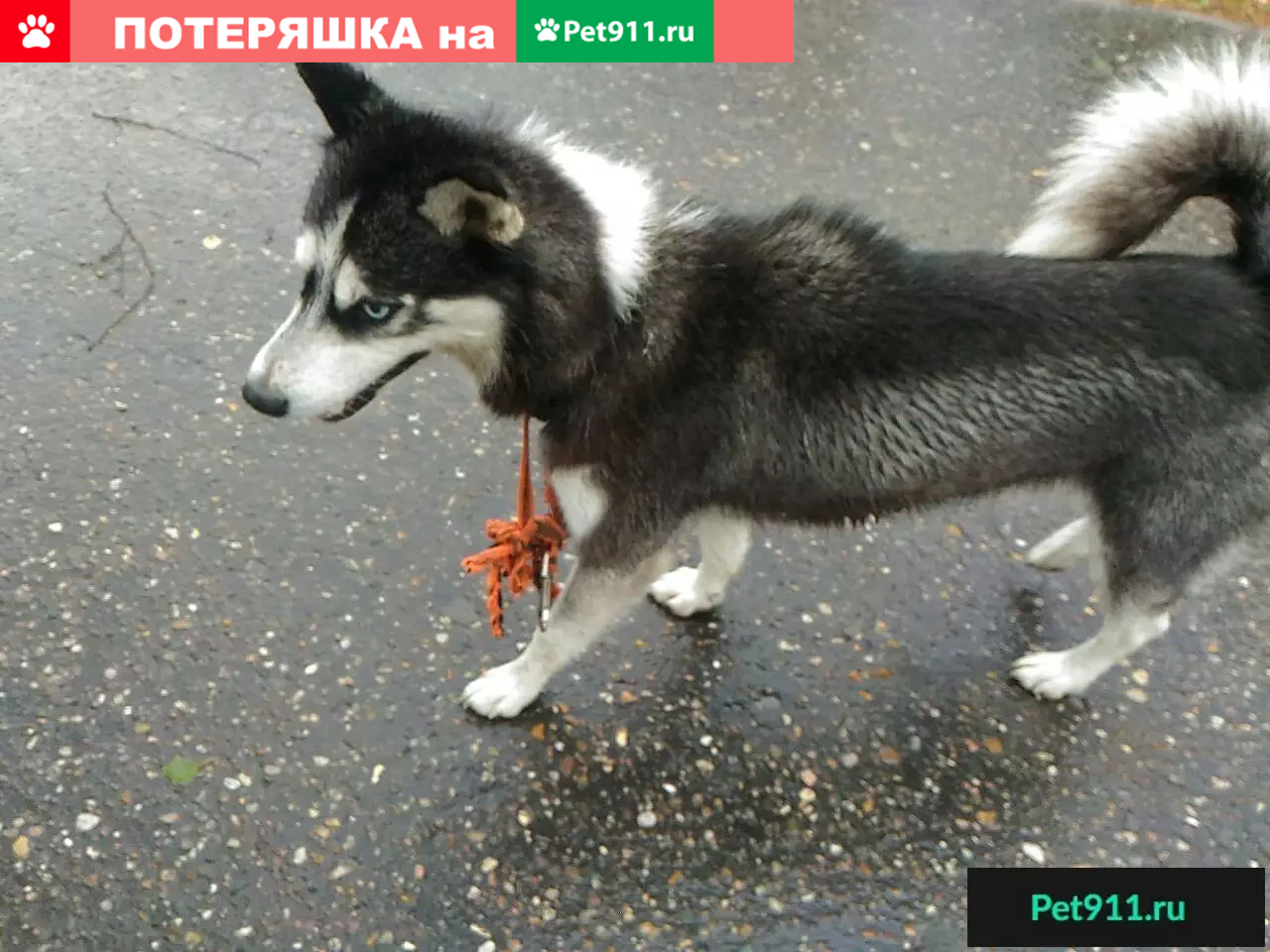 Найдена хаски на ул. 2я Новозаводская, Исаевский ручей. | Pet911.ru