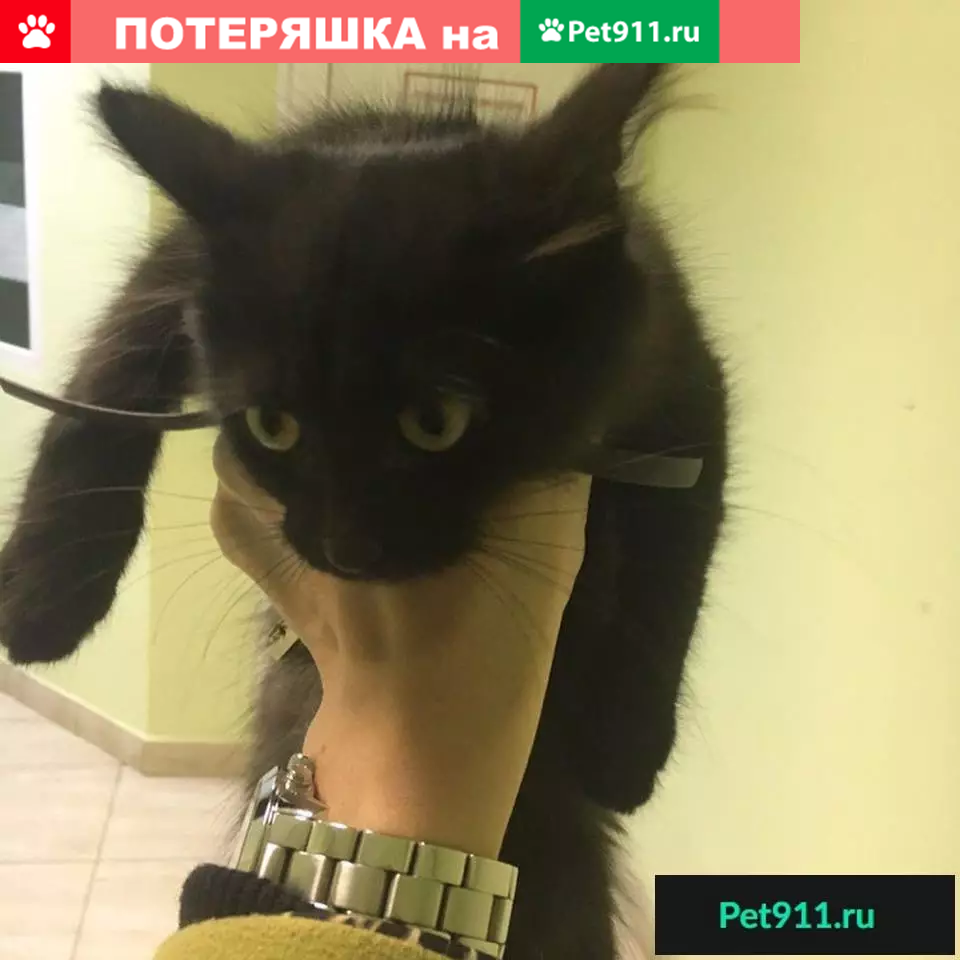 Найден котенок с ошейником в Ижевске | Pet911.ru