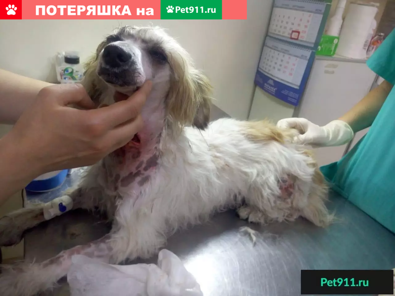 Найдена ласковая собака на пр. Стачки, Ростов-на-Дону | Pet911.ru