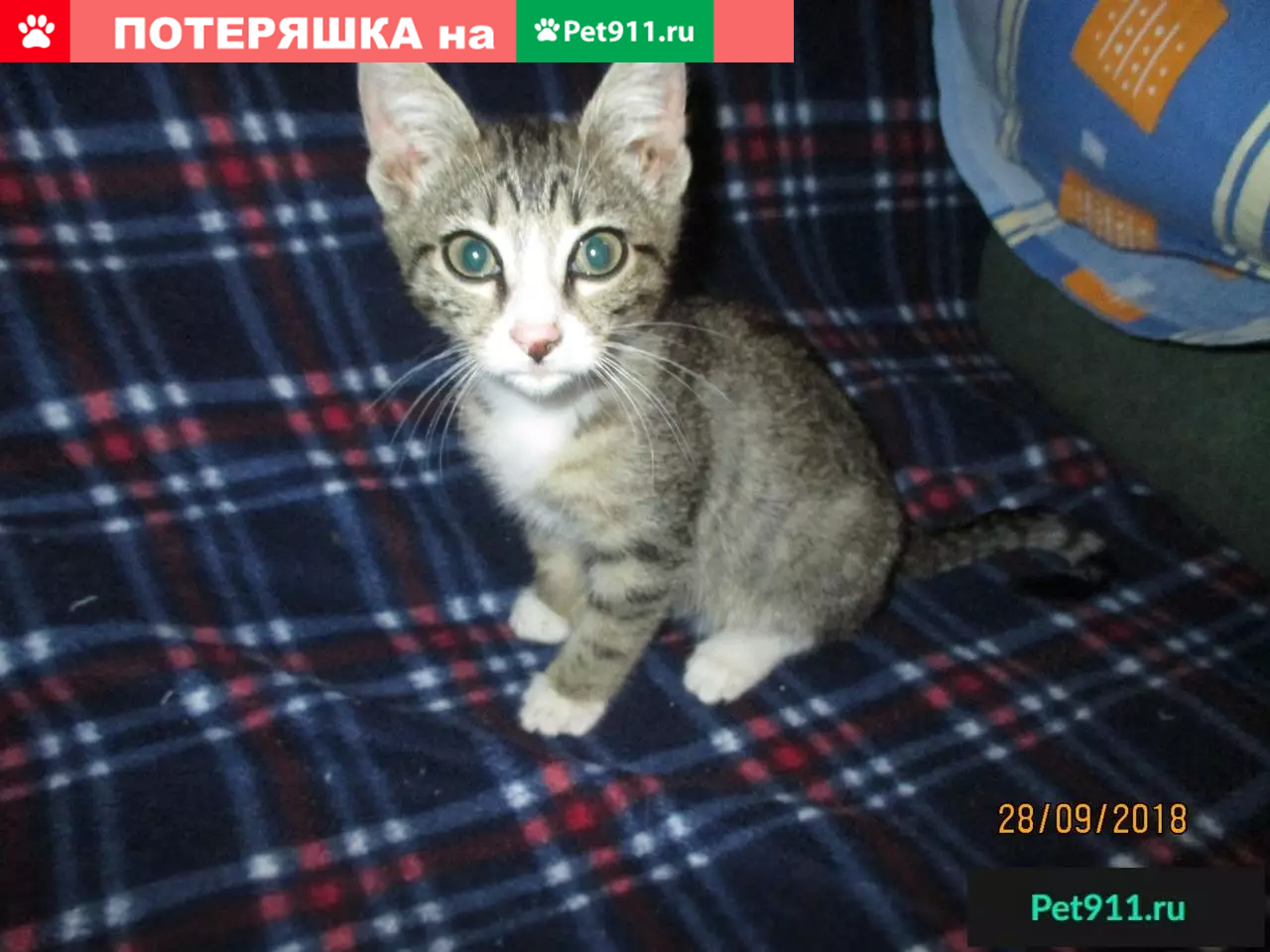 Найдена кошка на Мельникайте, 95-А | Pet911.ru