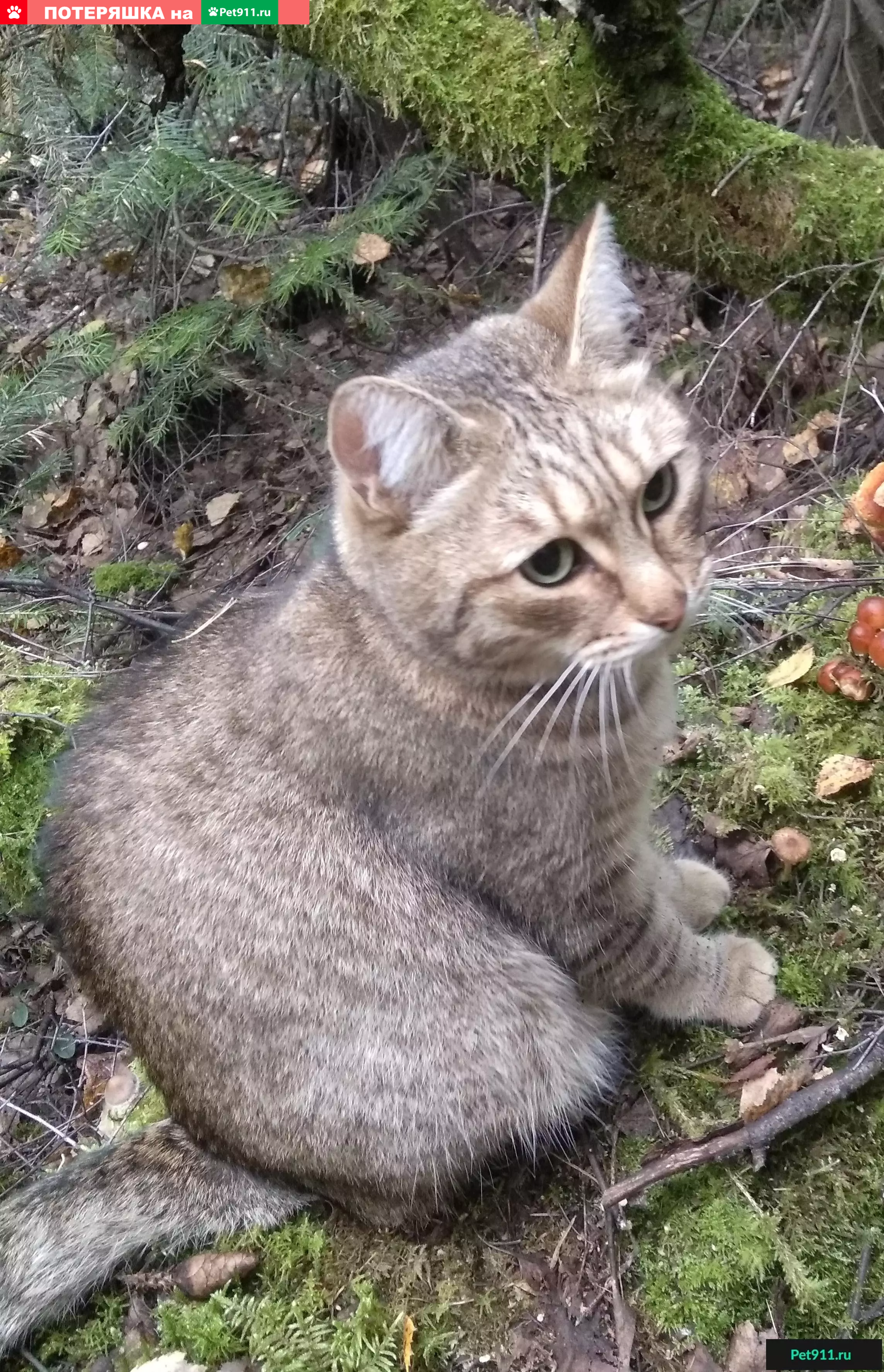 Веня кошка. Камышовый окрас. Камышовый окрас кошки. Котенок камышового окраса. Лесная Венская кошка серая.