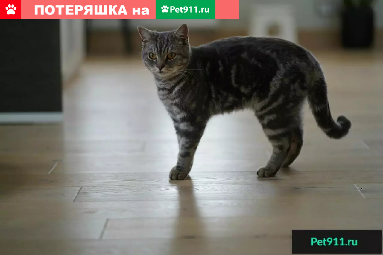 Найден прямоухий кот на ул. Сосновая, Одинцово - photo