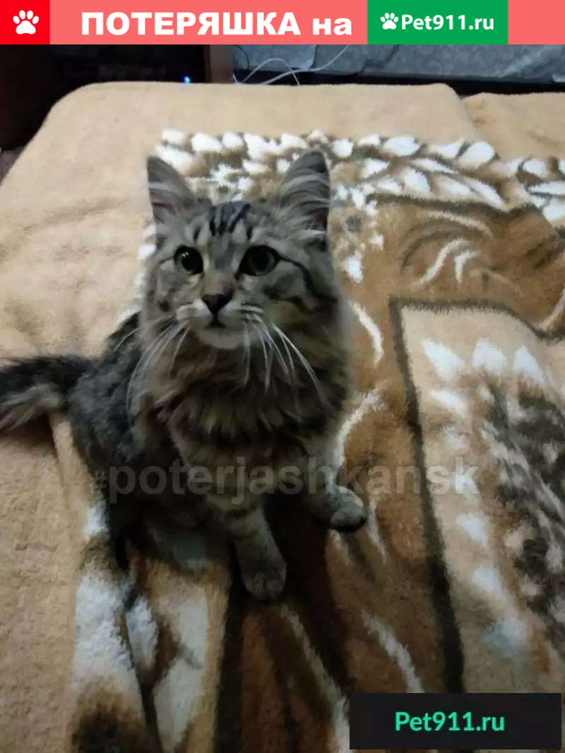 Найдены кошка и кот на ул. 25 лет октября, Калининский район - photo