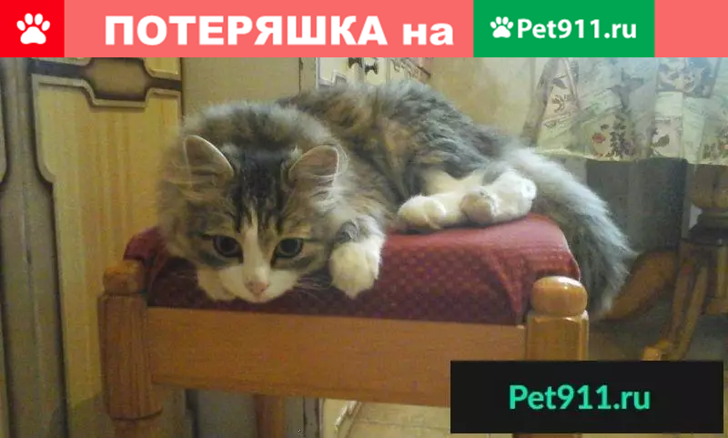 Найден кот на Красном Камне - photo