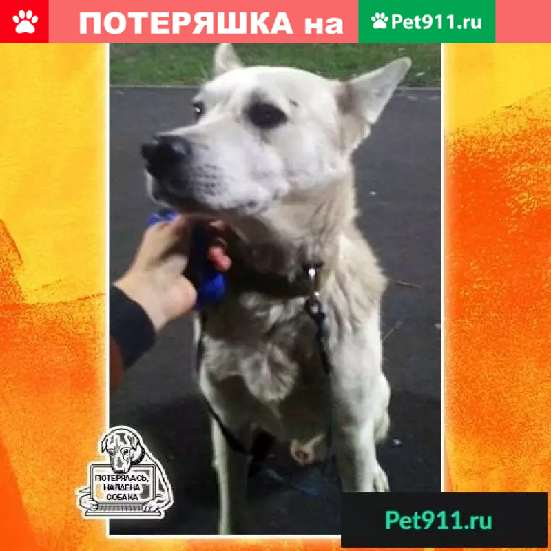 Найдена белая собака в Киеве, р-н м Житомирская, 08.10.18. - photo
