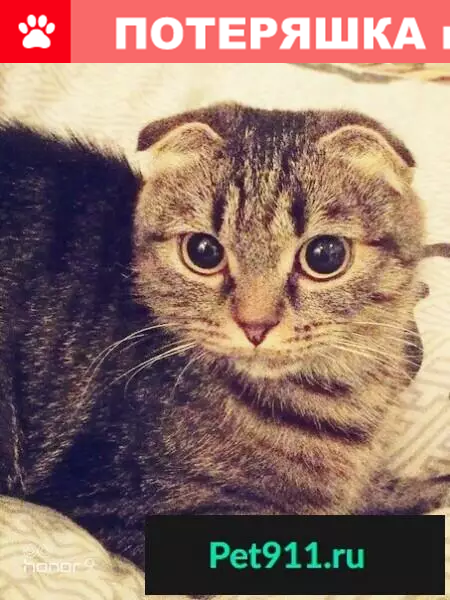Пропала кошка на Пихтовке, верните пожалуйста! - photo