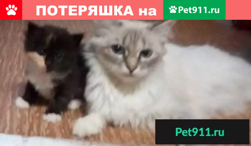 Кошка с голубыми глазами в Рудном, Казахстан. - photo