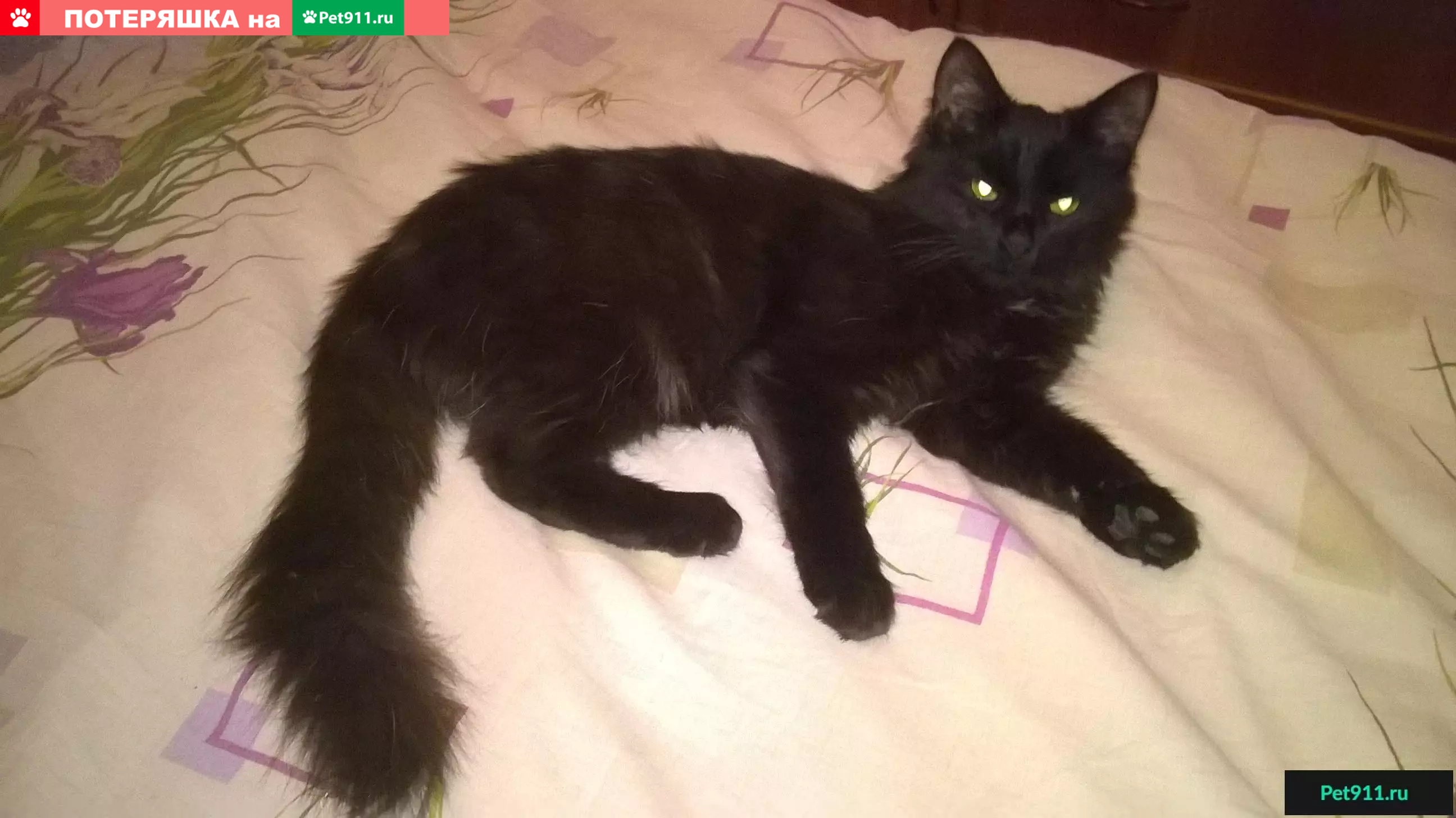 Найден домашний котенок на Алтуфьевском шоссе - photo