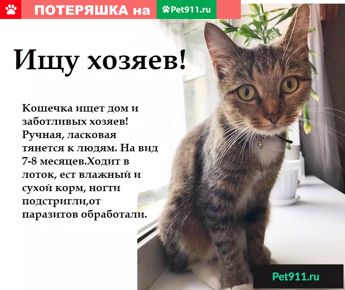 Найдена кошка на пр. Октября 73А ищет дом - photo