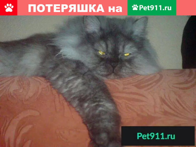 Пропала кошка Сева в Берёзовском, Свердловская область - photo