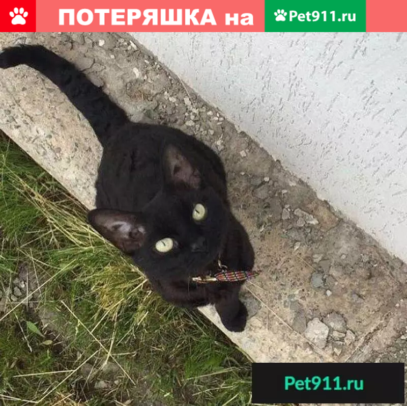 Пропал кот! Лесная поляна. - photo