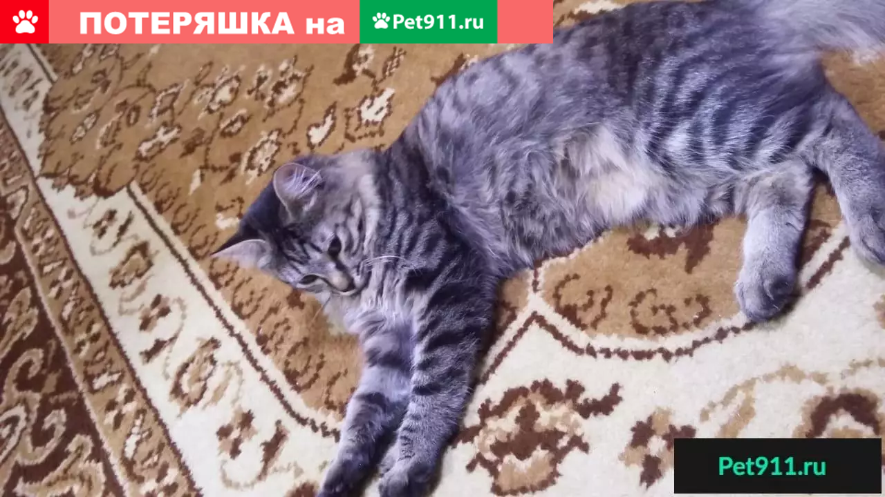 Пропала кошка на Комсомольском проспекте, д.40 - photo