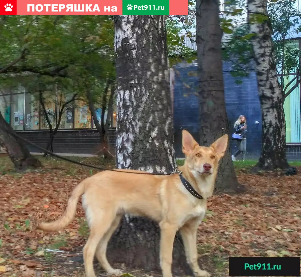 Найден рыжий мальчик на Шипиловской, д.12 - photo