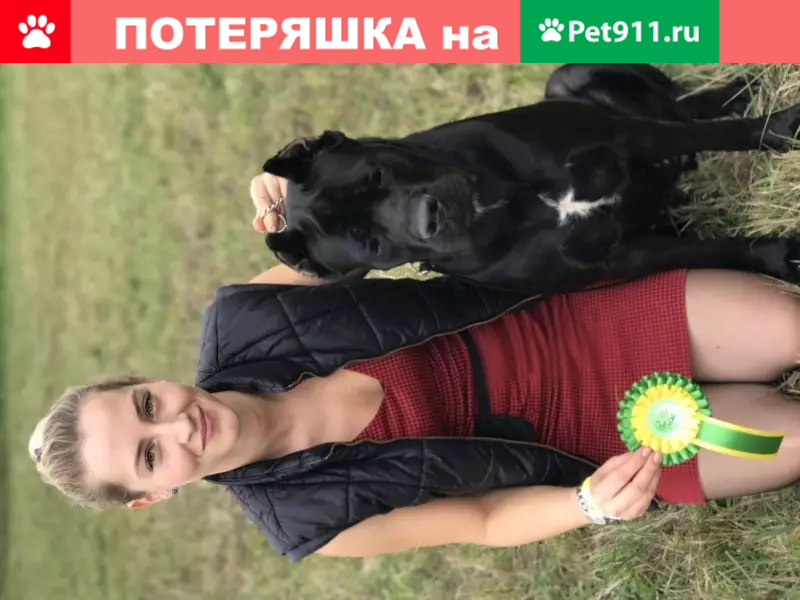 Пропала собака в деревне Лахи, Витебская область - photo