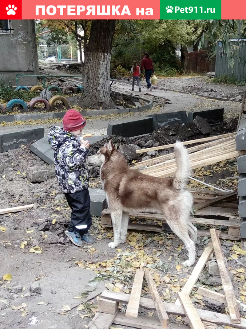 Найдена собака на Огородной 91Г в Саратове | Pet911.ru