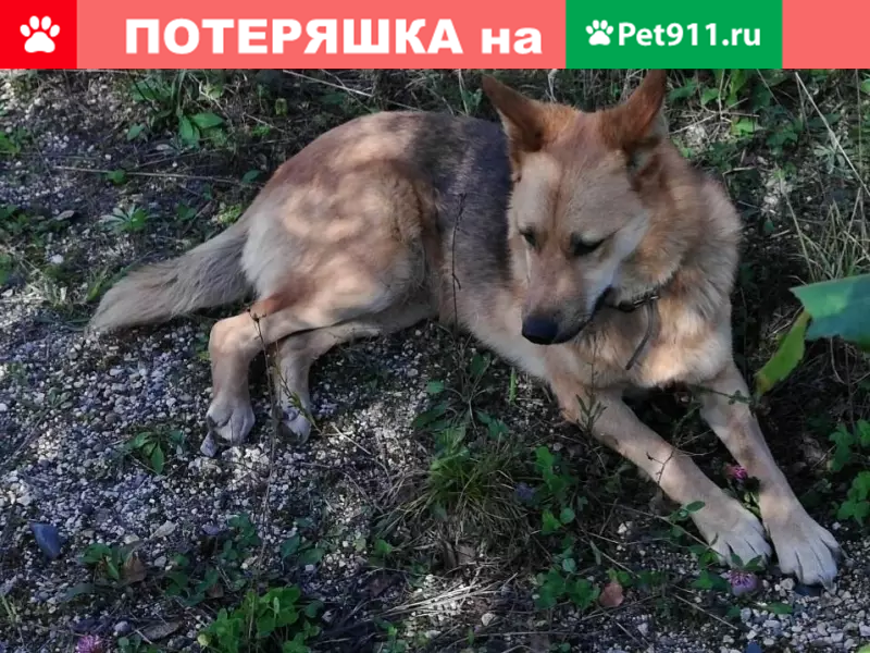 Пропала собака в лесу, Гороховское, Вологодская обл. - photo