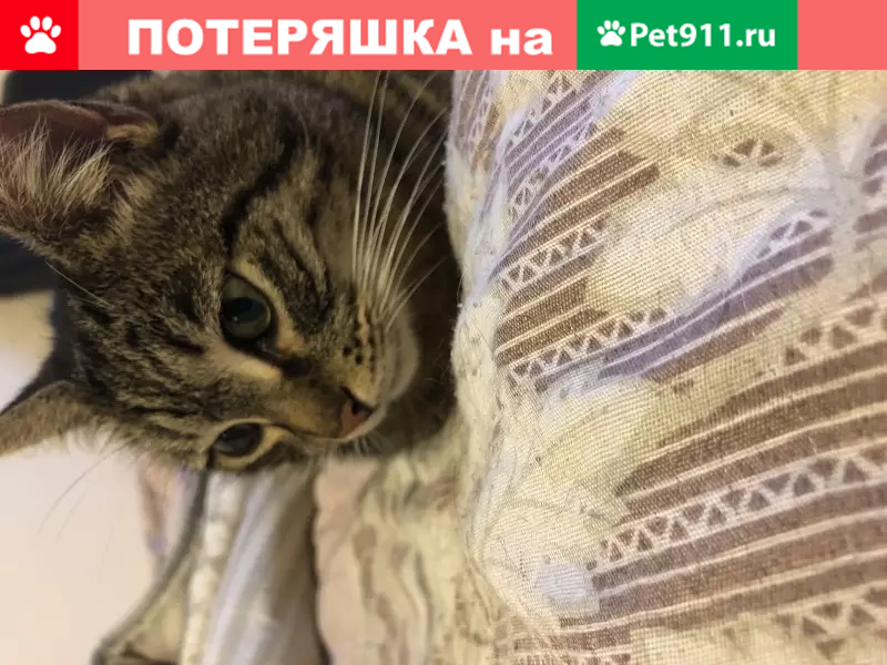 Найдена домашняя кошка в Москве - photo