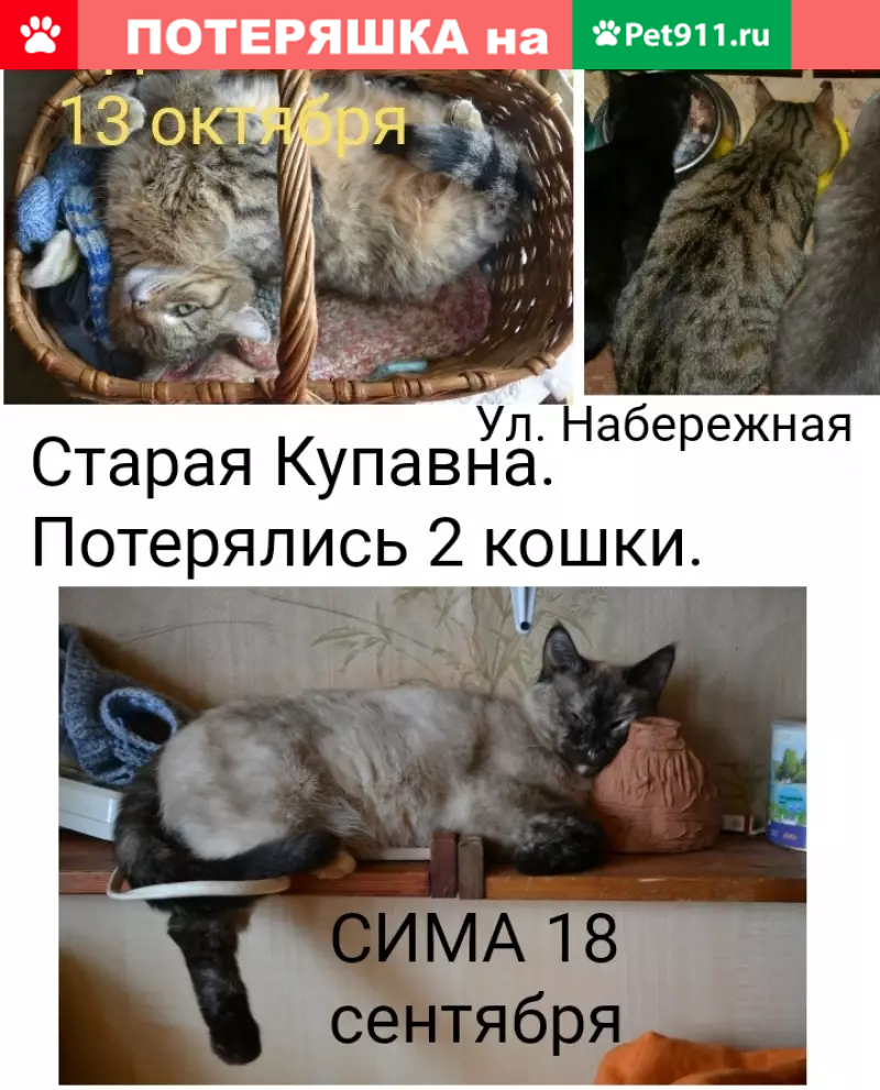 Пропала одноглазая кошка в Старой Купавне | Pet911.ru