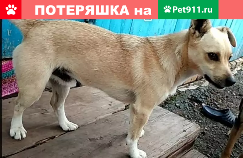 Пропала собака в селе Песьяное, Курганская область - photo