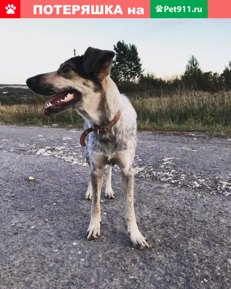 Пропала собака Джесси на улице Овражной | Pet911.ru