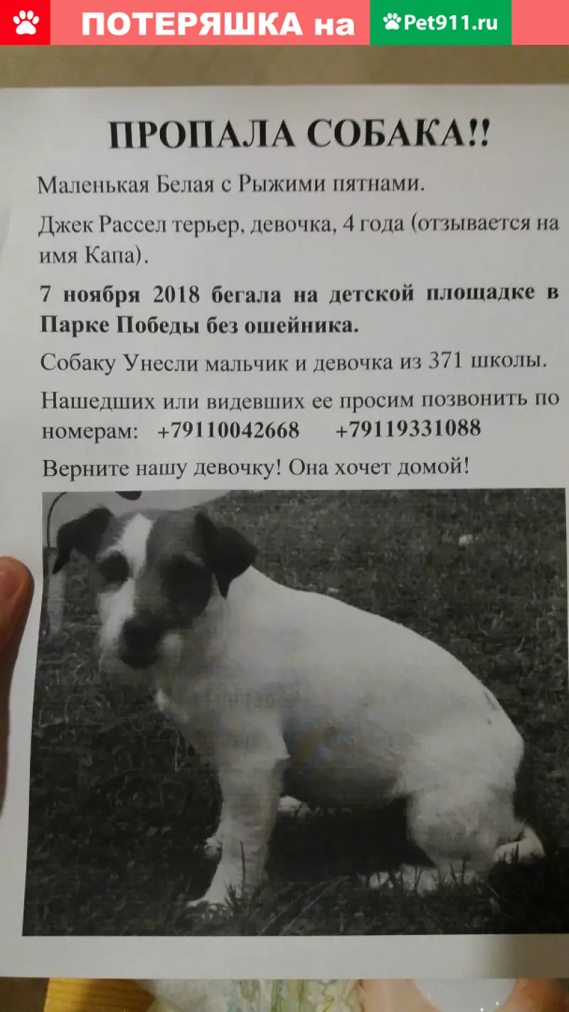 Пропала собака Всеволожск, Парк Победы | Pet911.ru