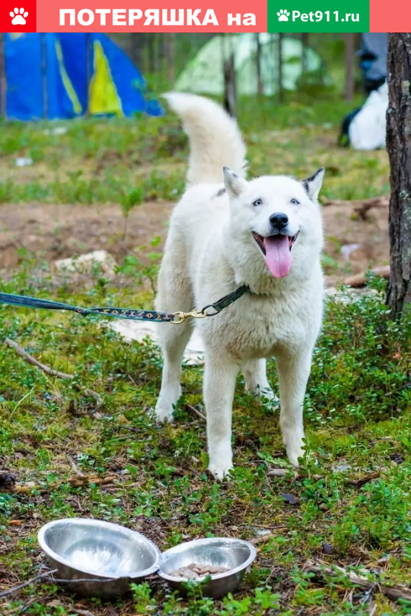 Пропала собака на ул. Оплеснина, Ухта | Pet911.ru