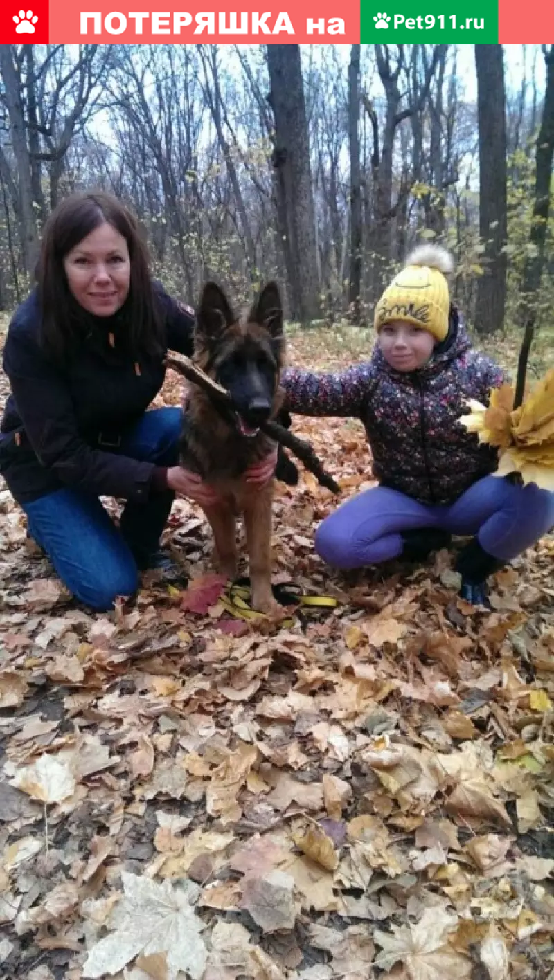 Пропала немецкая овчарка в поселке Красный пахарь, Самара | Pet911.ru