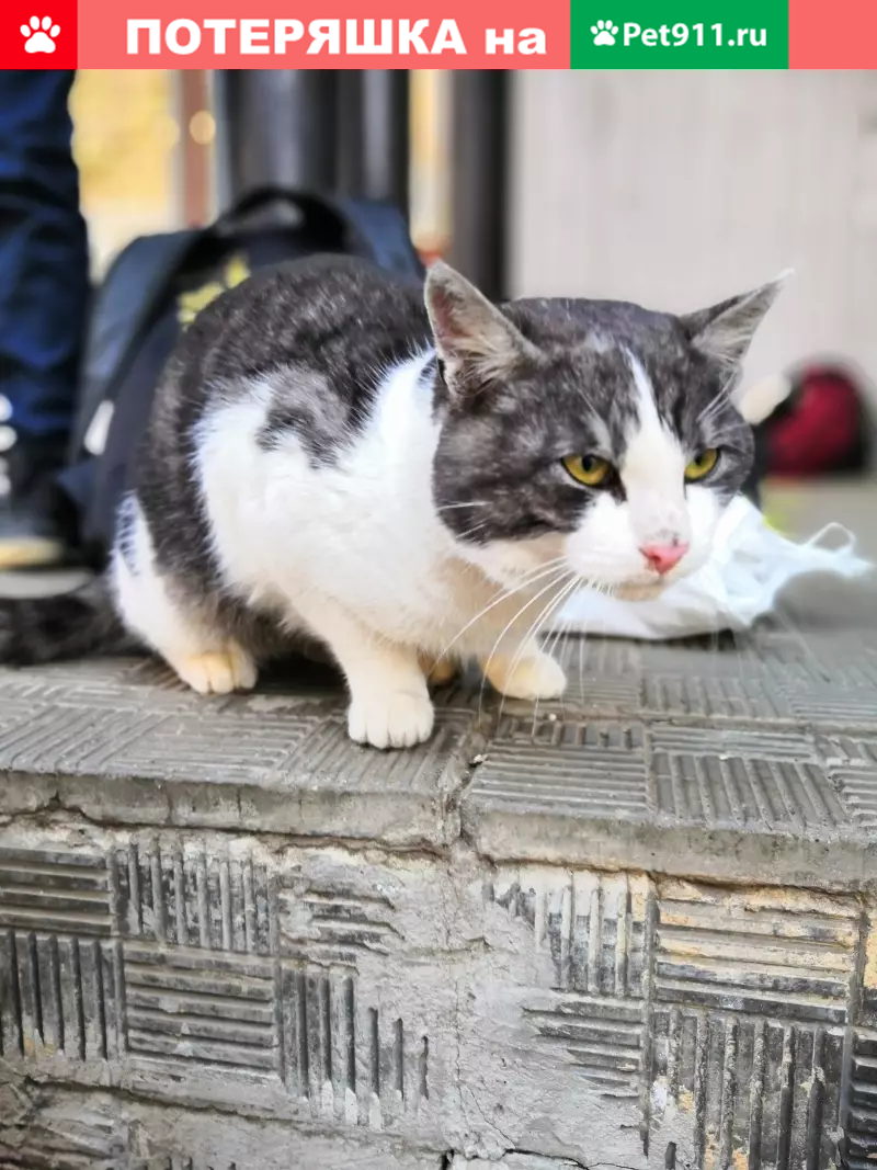 Найден упитанный кот, ищем хозяев в Сыктывкаре, Орбита | Pet911.ru