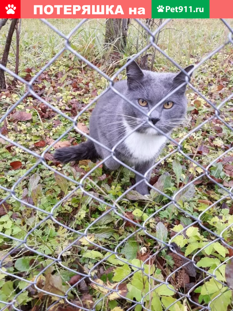 Найдена кошка в Румянцево, Московская область | Pet911.ru