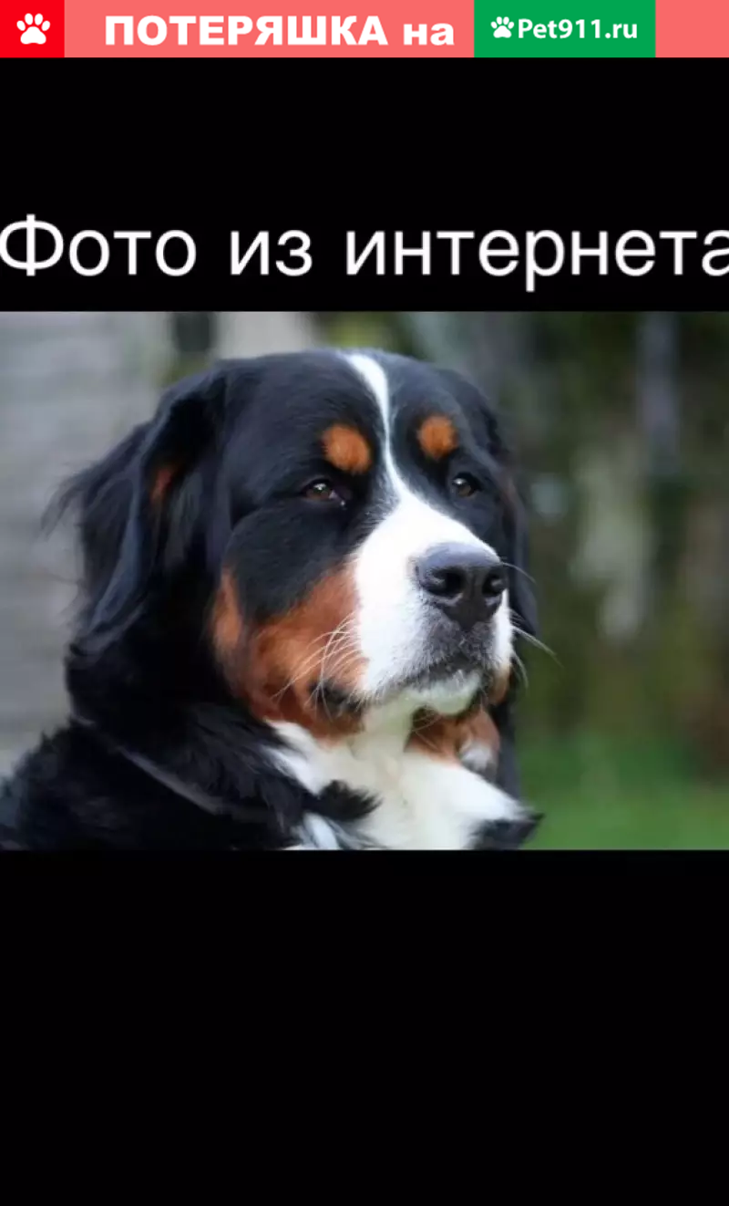 Пропала собака Викинг в Усть-Луге - photo