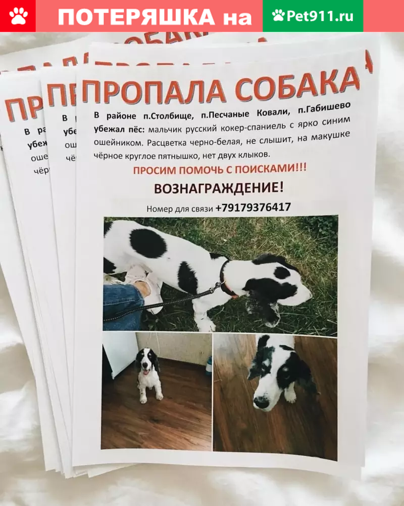 Пропала глухая собака в селе Столбище, Татарстан | Pet911.ru