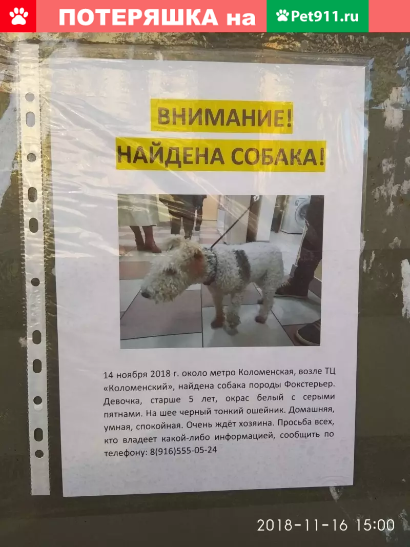 Найдена собака породы фокстерьер возле метро Коломенская | Pet911.ru