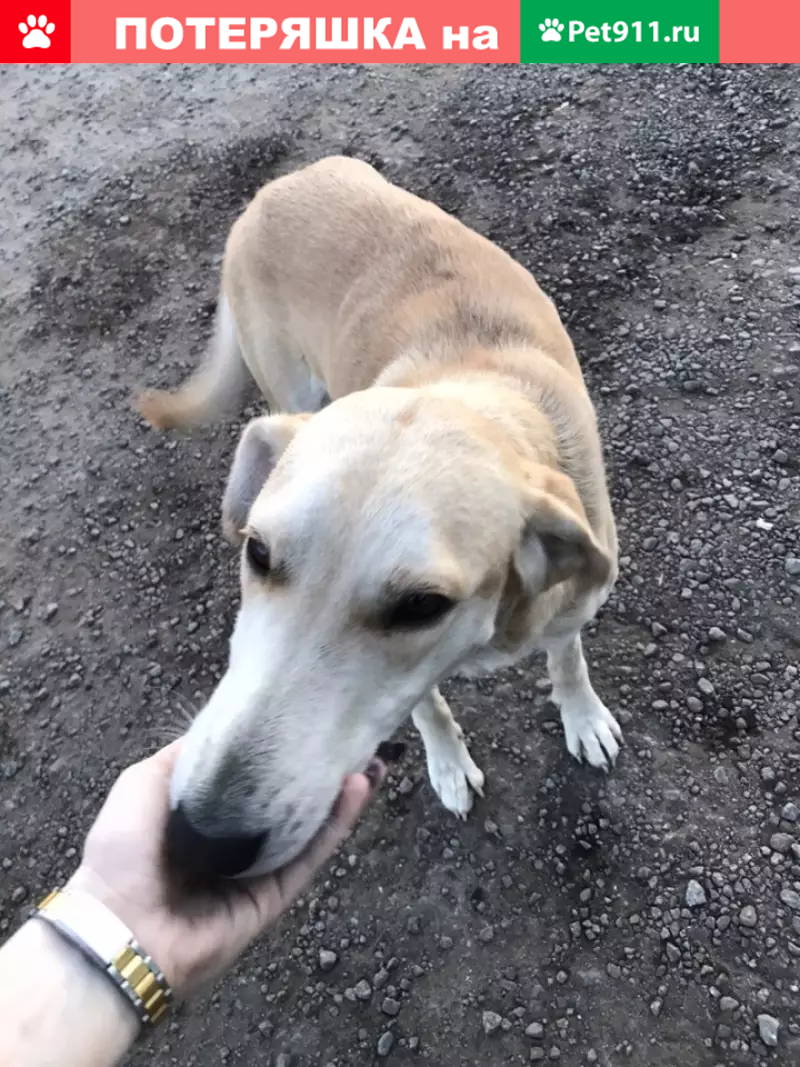 Найдена собака в Богучаре, Воронежская область - photo
