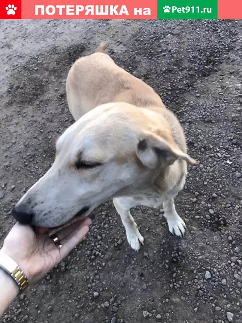 Найдена собака в Богучаре, Воронежская область - photo 3