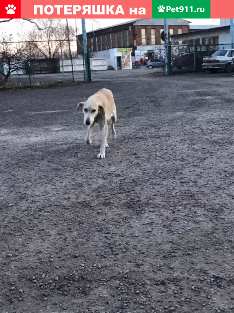 Найдена собака в Богучаре, Воронежская область - photo 5