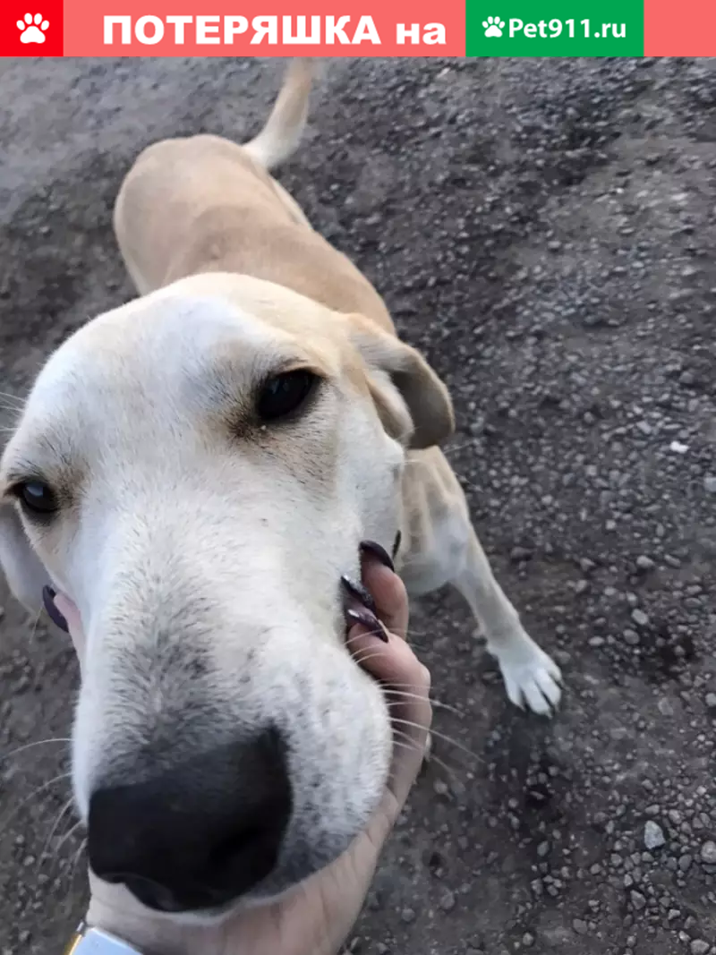 Найдена собака в Богучаре, Воронежская область - photo 9