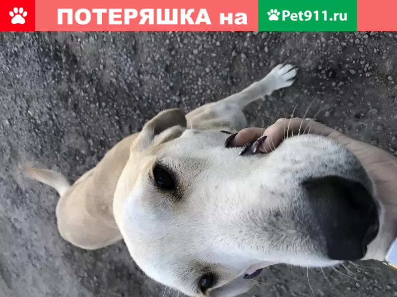 Найдена собака в Богучаре, Воронежская область - photo 2