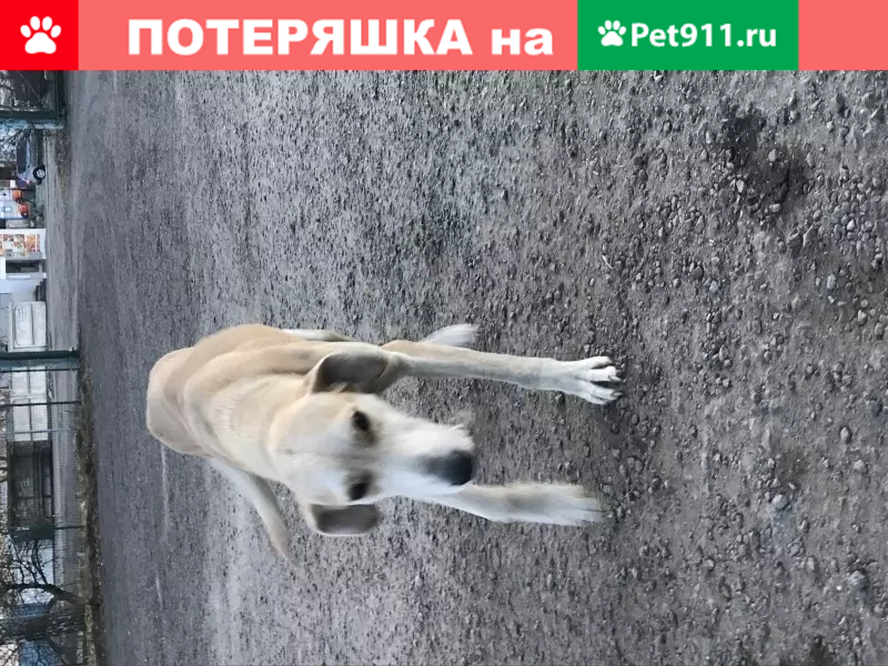 Найдена собака в Богучаре, Воронежская область - photo 4