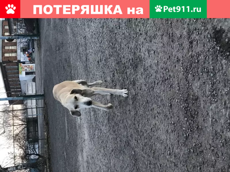 Найдена собака в Богучаре, Воронежская область - photo 6