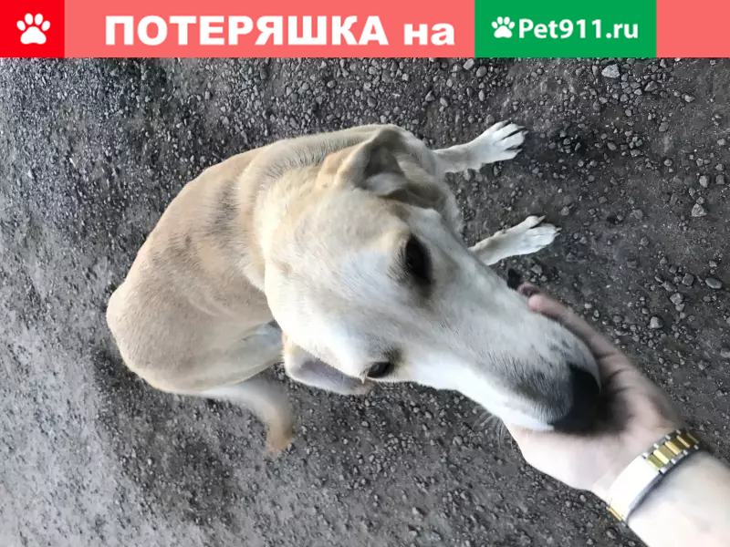 Найдена собака в Богучаре, Воронежская область - photo 8