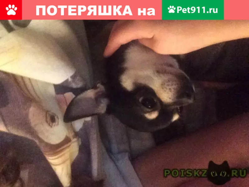 Пропала собака в Риге, помогите найти - photo