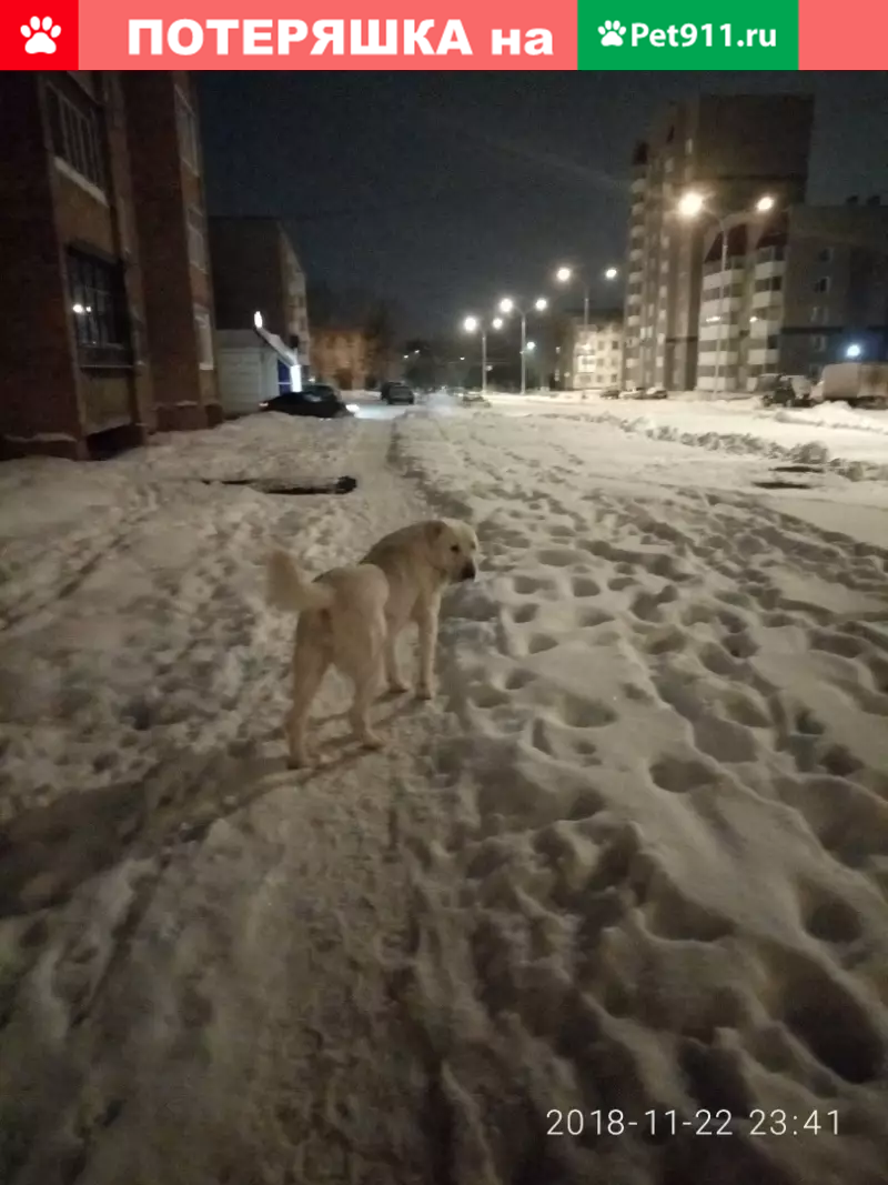 Найдена собака по ул. Патриотов, Южный, возможно алабай, контакты в Кемерово.  | Pet911.ru