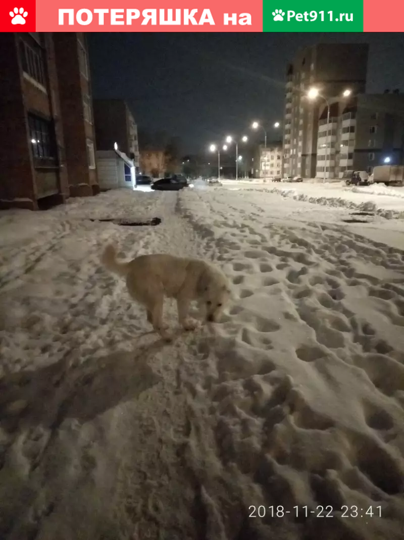 Найдена собака по ул. Патриотов, Южный, возможно алабай, контакты в  Кемерово. | Pet911.ru