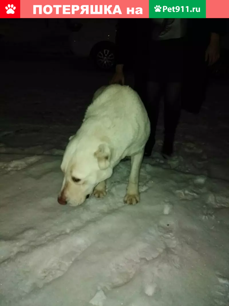 Найдена собака по ул. Патриотов, Южный, возможно алабай, контакты в  Кемерово. | Pet911.ru