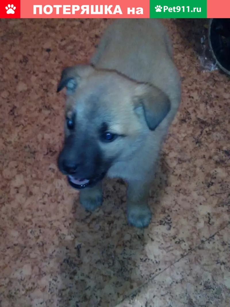 Найден щенок на ул. Брусилова, 21, Москва - photo