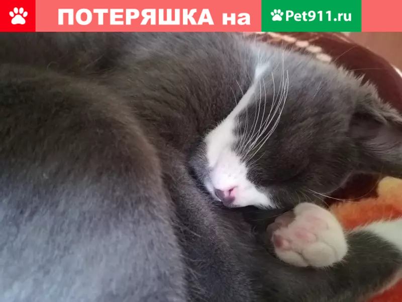 Пропал кот Пуш на Журавлёва 74 в Чите | Pet911.ru