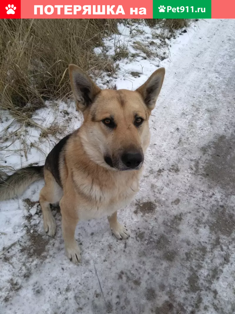 Найден крупный пес в Брянске, ищет дом | Pet911.ru